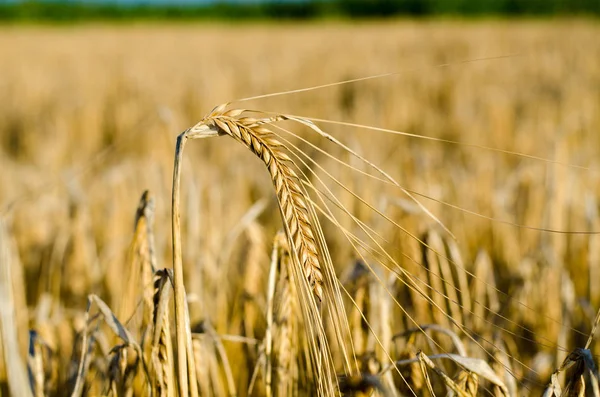 Yakın Mısır büyüyen mısır tarlası-