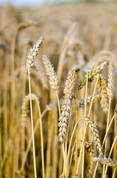 Yakın Mısır büyüyen mısır tarlası-