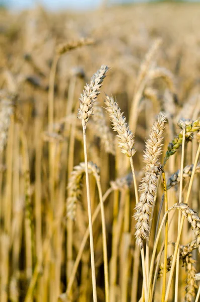 Yakın Mısır büyüyen mısır tarlası-