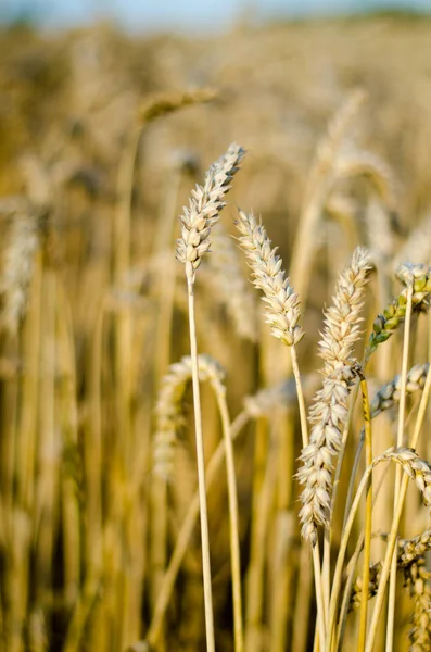 Yakın Mısır büyüyen mısır tarlası-