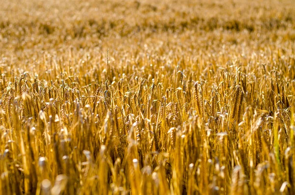 Yakın Mısır büyüyen mısır tarlası-