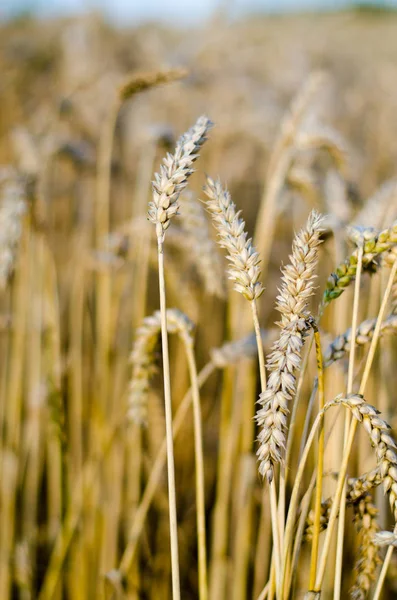 Yakın Mısır büyüyen mısır tarlası-
