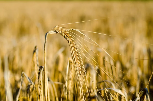 Yakın Mısır büyüyen mısır tarlası-
