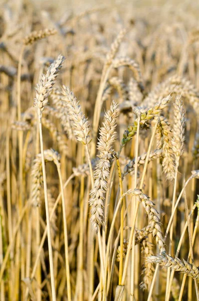 Yakın Mısır büyüyen mısır tarlası-