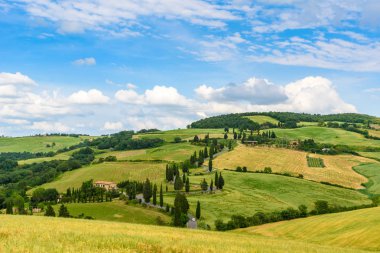 Selvi ağaçları Monticchiello - Valdorcia - Siena, Toskana, İtalya, Europe yakınındaki doğal dolambaçlı yol.