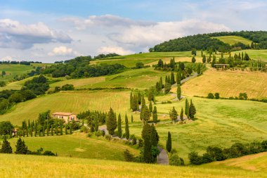 Selvi ağaçları Monticchiello - Valdorcia - Siena, Toskana, İtalya, Europe yakınındaki doğal dolambaçlı yol.