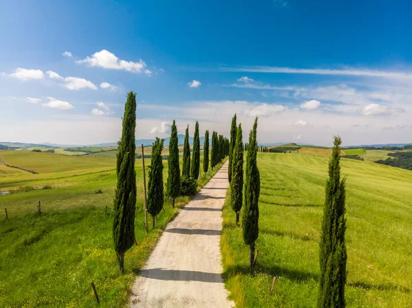 Pemandangan Indah Pemandangan Toscana Italia Pohon Sanobar Sepanjang Jalan Putih — Stok Foto
