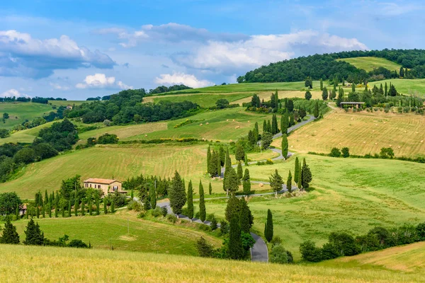 Selvi ağaçları Monticchiello - Valdorcia - Siena, Toskana, İtalya, Europe yakınındaki doğal dolambaçlı yol.
