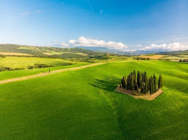 Grup İtalyan selvi yakınındaki San Quirico dorcia - denilen Cipressi di San Quirico dorcia - havadan görünümü - Val dorcia, Toskana, İtalya