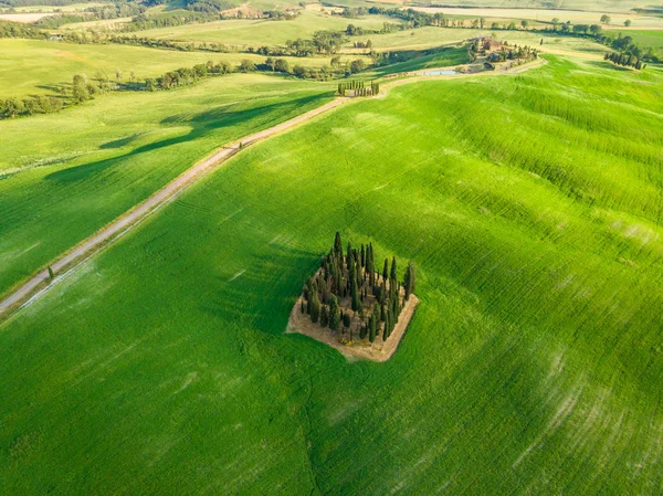 Grup İtalyan selvi yakınındaki San Quirico dorcia - denilen Cipressi di San Quirico dorcia - havadan görünümü - Val dorcia, Toskana, İtalya