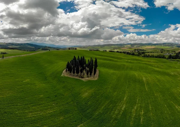 Grupo Ciprestes Italianos Perto San Quirico Dorcia Chamado Cipressi San — Fotografia de Stock