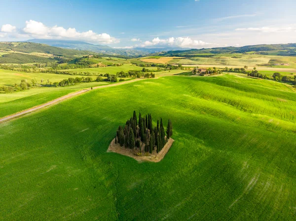 Grup İtalyan selvi yakınındaki San Quirico dorcia - denilen Cipressi di San Quirico dorcia - havadan görünümü - Val dorcia, Toskana, İtalya