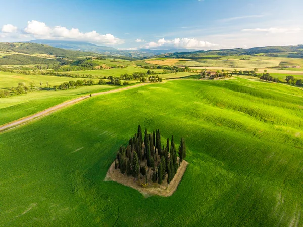 Grup İtalyan selvi yakınındaki San Quirico dorcia - denilen Cipressi di San Quirico dorcia - havadan görünümü - Val dorcia, Toskana, İtalya
