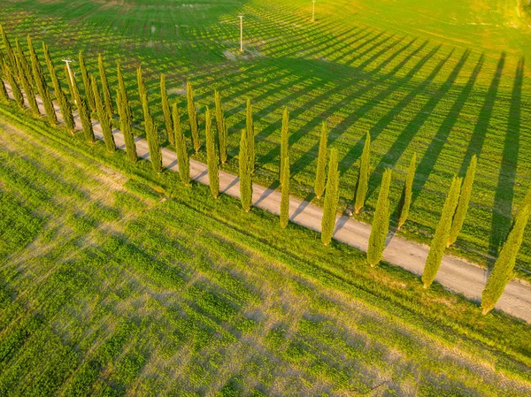 Piękny Krajobraz Krajobrazy Toskanii Włochy Cyprysów Wzdłuż Drogi Biały Widok — Zdjęcie stockowe