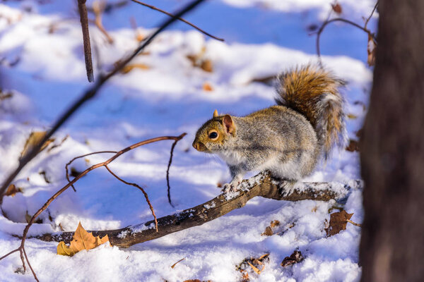 Squirrel in forest at winter scenery - blurred forest in the background