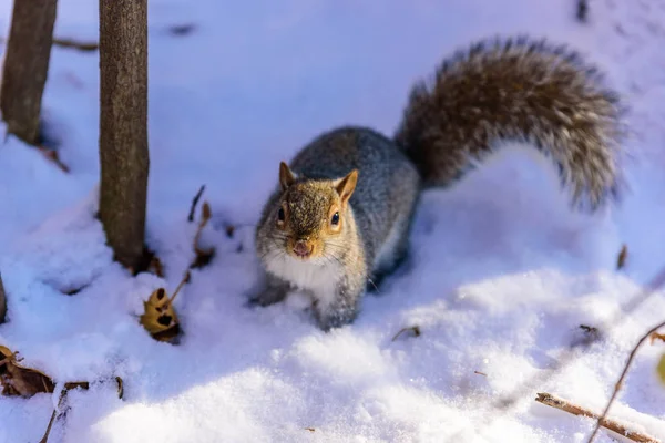Squirrel Forest Winter Scenery Blurred Forest Background — Stock Photo, Image