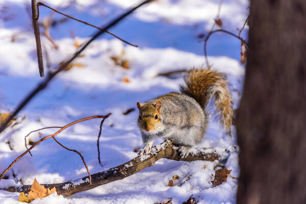 Squirrel in forest at winter scenery - blurred forest in the background