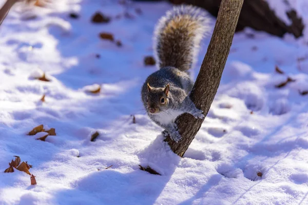 Eichhörnchen Wald Vor Winterkulisse Verschwommener Wald Hintergrund — Stockfoto