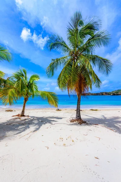 Karayipler Ada Antigua Ngiliz Limanı Cennet Defne Karayip Denizi Tropikal — Stok fotoğraf