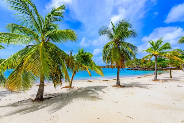 Karayipler Ada Antigua Ngiliz Limanı Cennet Defne Karayip Denizi Tropikal — Stok fotoğraf