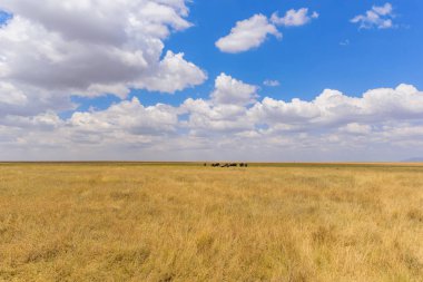 Afrika fil sürüsü Savannah Serengeti gün batımında. Akasya ağaçları Serengeti Milli Parkı, Tanzanya'nın ovalarında. Afrika yaban hayatı Safari gezisi.