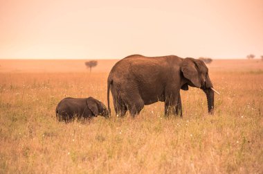 Serengeti Savannah batımında onun genç bebek fil ile üst Afrika fili. Akasya ağaçları Serengeti Milli Parkı, Tanzanya'nın ovalarında. Afrika yaban hayatı Safari gezisi.