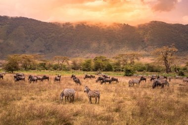 Landscape of Ngorongoro crater -  herd of zebra and wildebeests (also known as gnus) grazing on grassland  -  wild animals at sunset - Ngorongoro Conservation Area, Tanzania, Africa clipart
