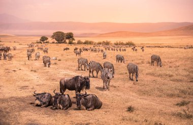 Ngorongoro peyzaj krater - zebra ve otlak üzerinde otlatma antiloplar (sunucu olarak da bilinir) sürüsü - vahşi hayvanlar günbatımında - Ngorongoro koruma alanı, Tanzanya, Afrika