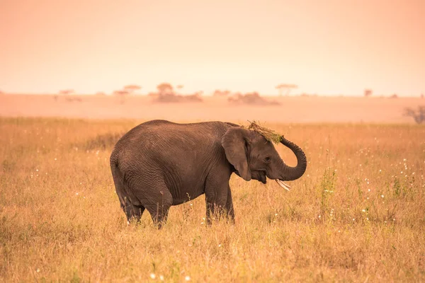Young African Baby Elephant Savannah Serengeti Sunset Acacia Trees Plains — Stock Photo, Image