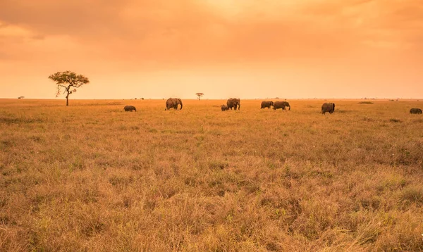 African Elephant Herd Savannah Serengeti Sunset Acacia Trees Plains Serengeti — Stock Photo, Image