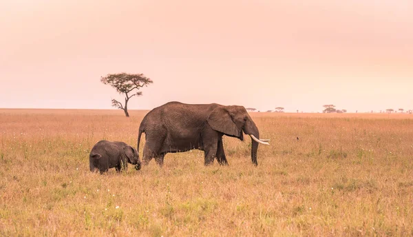 Parent African Elephant His Young Baby Elephant Savannah Serengeti Sunset — Stock Photo, Image