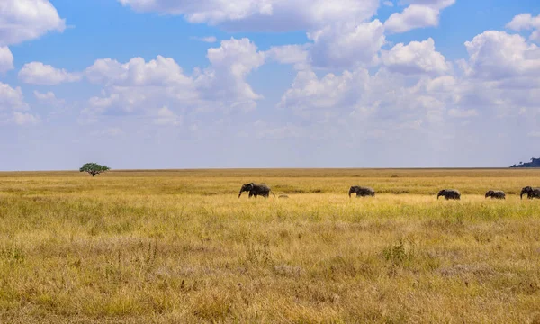 Afrika Fil Sürüsü Savannah Serengeti Gün Batımında Akasya Ağaçları Serengeti — Stok fotoğraf