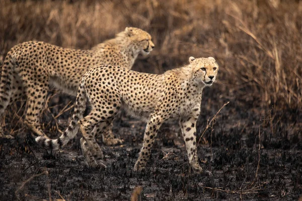 Geparder Den Afrikanska Savannen Safari Savann Serengeti National Park Tanzania — Stockfoto