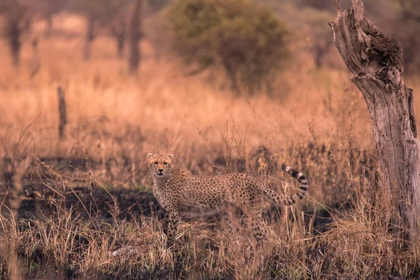 Afrikai Szavanna Gepárd Szafari Savannah Serengeti Nemzeti Park Tanzánia Közel — Stock Fotó