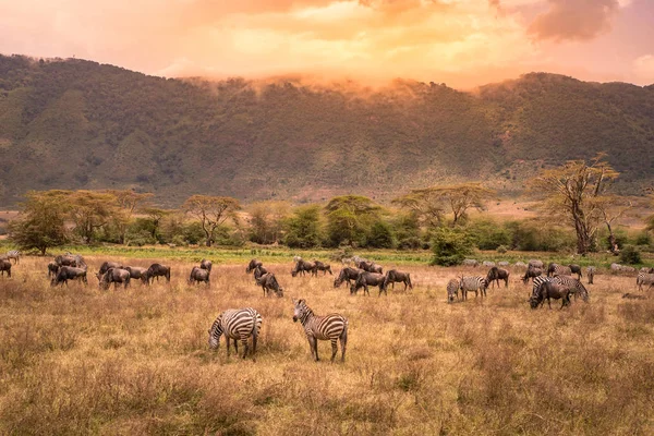 Ngorongoro peyzaj krater - zebra ve otlak üzerinde otlatma antiloplar (sunucu olarak da bilinir) sürüsü - vahşi hayvanlar günbatımında - Ngorongoro koruma alanı, Tanzanya, Afrika