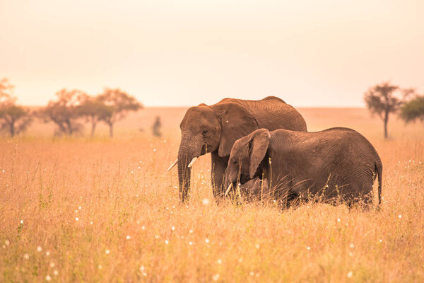 African Elephant Couple in the savannah of Serengeti at sunset. Acacia trees on the plains in Serengeti National Park, Tanzania. Wildlife Safari trip in Africa.