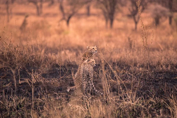 Gepárdok Afrikai Szavanna Szafari Savannah Serengeti Nemzeti Park Tanzánia Közel — Stock Fotó