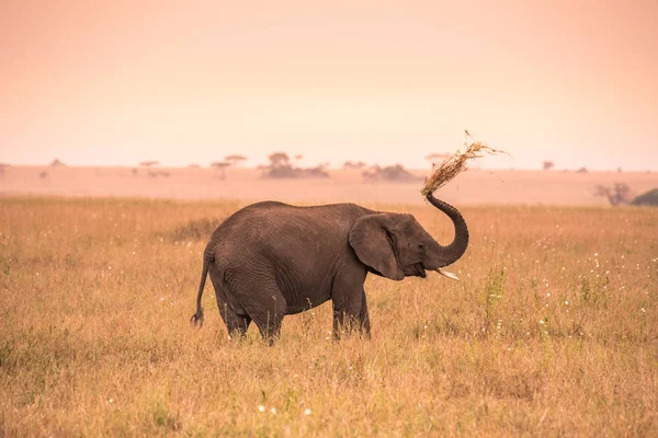 Elefante Bebé Africano Joven Sabana Serengeti Atardecer Árboles Acacia Las —  Fotos de Stock