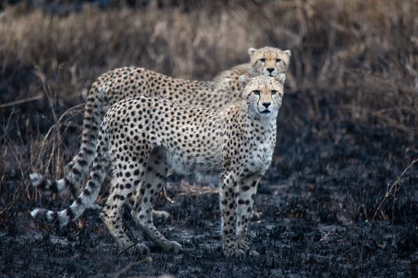 Cheetahs African Savanna Safari Savannah Serengeti National Park Tanzania Close — Stock Photo, Image