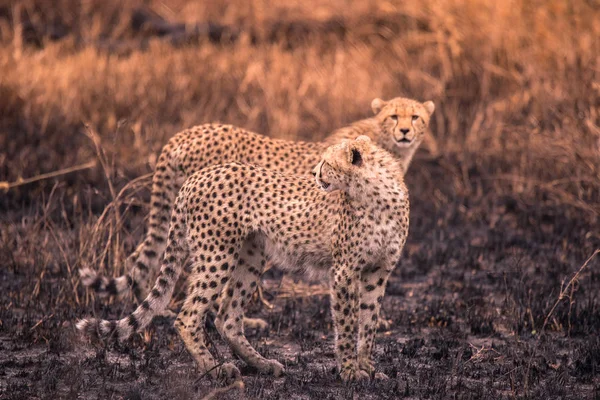 Gepárdok Afrikai Szavanna Szafari Savannah Serengeti Nemzeti Park Tanzánia Közel — Stock Fotó
