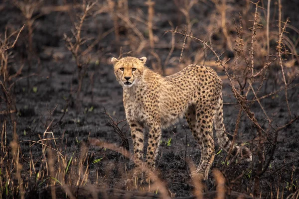 Cheetah Nella Savana Africana Safari Nella Savana Del Parco Nazionale — Foto Stock
