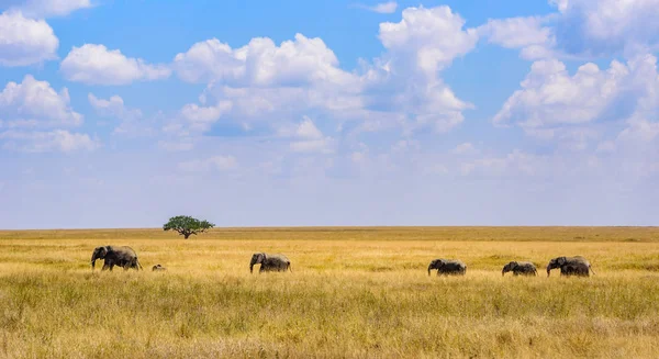 African Elephant Herd Savannah Serengeti Sunset Acacia Trees Plains Serengeti — Stock Photo, Image