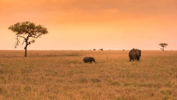 彼の若い親アフリカ象セレンゲティのサバンナでゾウの赤ちゃんの夕暮れ時 セレンゲティ国立公園 タンザニアの平野にアカシアの木 アフリカの野生動物サファリ旅行 — ストック写真