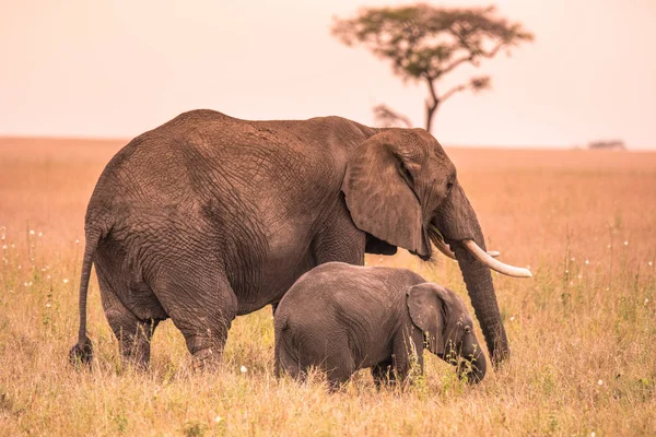 Parent African Elephant His Young Baby Elephant Savannah Serengeti Sunset — Stock Photo, Image