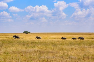 Afrika fil sürüsü Savannah Serengeti gün batımında. Akasya ağaçları Serengeti Milli Parkı, Tanzanya'nın ovalarında. Afrika yaban hayatı Safari gezisi.