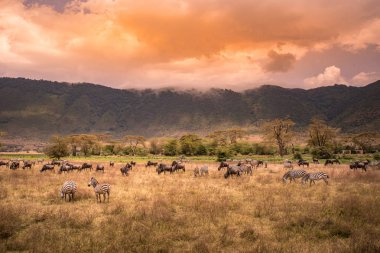 Ngorongoro peyzaj krater - zebra ve otlak üzerinde otlatma antiloplar (sunucu olarak da bilinir) sürüsü - vahşi hayvanlar günbatımında - Ngorongoro koruma alanı, Tanzanya, Afrika