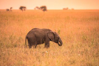 Genç Afrika bebek fil Serengeti Savannah gün batımında. Akasya ağaçları Serengeti Milli Parkı, Tanzanya'nın ovalarında. Afrika yaban hayatı Safari gezisi.