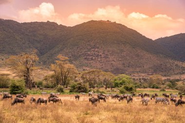 Ngorongoro peyzaj krater - zebra ve otlak üzerinde otlatma antiloplar (sunucu olarak da bilinir) sürüsü - vahşi hayvanlar günbatımında - Ngorongoro koruma alanı, Tanzanya, Afrika