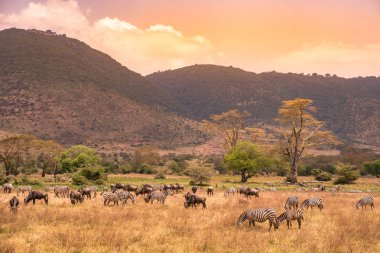 Ngorongoro peyzaj krater - zebra ve otlak üzerinde otlatma antiloplar (sunucu olarak da bilinir) sürüsü - vahşi hayvanlar günbatımında - Ngorongoro koruma alanı, Tanzanya, Afrika