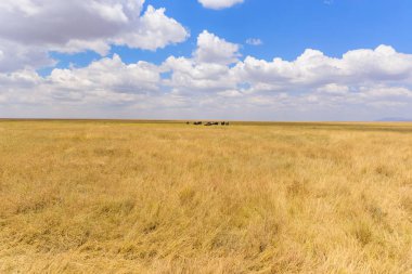 Afrika fil sürüsü Savannah Serengeti gün batımında. Akasya ağaçları Serengeti Milli Parkı, Tanzanya'nın ovalarında. Afrika yaban hayatı Safari gezisi.